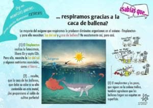 ballena 3