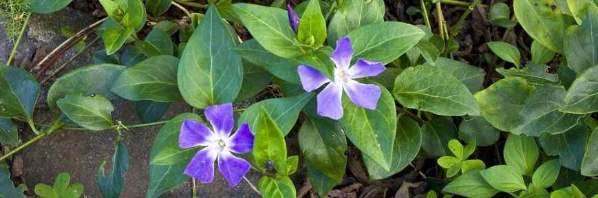 flor vinca 2